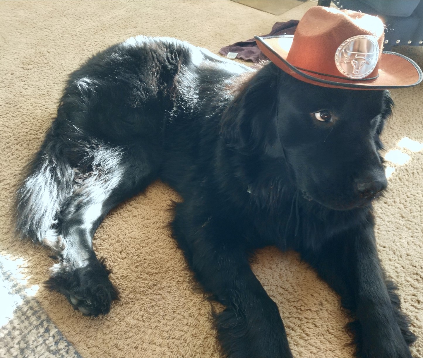 Bruce the Newfoundland dog - NEWFTEC mascot